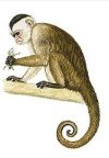 Capuchin Monkey