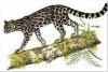 Margay-Labba Tiger