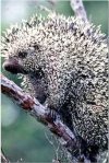 Porcupine