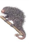 Porcupine