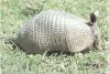 Savannah Armadillo