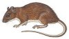 Spiny Rat