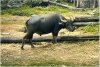 Water Buffalo