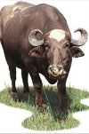 Water Buffalo