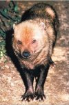 Bush Dog