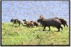 Capybara Family