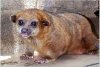 Kinkajou