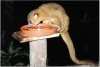 Kinkajou