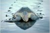 Olive Ridley Turtle