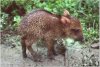 Peccary- Baby