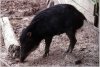 Peccary