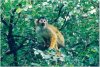 Squirrel Monkey-Sakiwinki