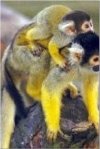 Squirrel Monkeys