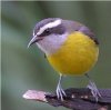 Bananaquit