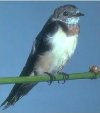 Barn Swallow