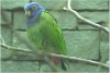 Blue Head Parrot