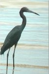 Blue Heron