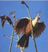 Canje_Pheasant or Hoatzin