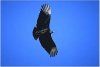 Carrion Crow