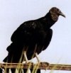 Carrion Crow