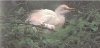 Cattle Egret