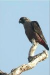 Dusky Parrot