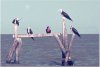 Frigate Bird