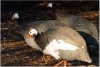 Guinea Bird