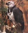 Harpy Eagle