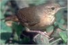 House Wren