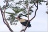 King Vulture