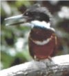 Kingfisher