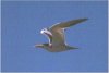 Large Billed Tern