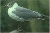 Laughing Gull