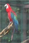 Macaw (Red and green)