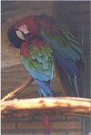 Macaw (red and green)