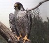 Perigrine Falcon