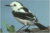 Pied Water Tyrant