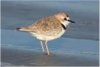 Plover