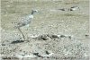 Plover Large Gaylou