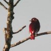 Pompador Cotinga