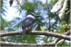 Puffbird (White neck)