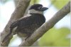 Puffbird