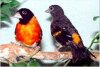 Red siskin- male & fem