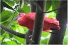 Scarlet Ibis