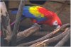 Scarlet Macaw