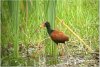 Spurwing Jacana 