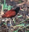 Spurwing Jacana