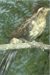 Striped Cuckoo