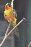 Sun Parakeet